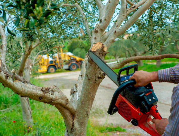 Best Professional Tree Care  in Buellton, CA